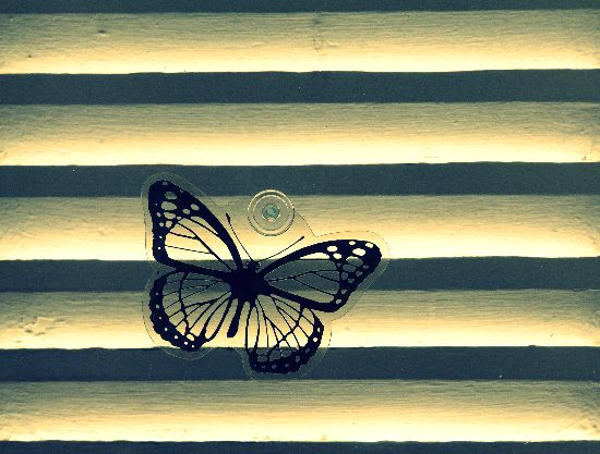 le papillon emprisonné